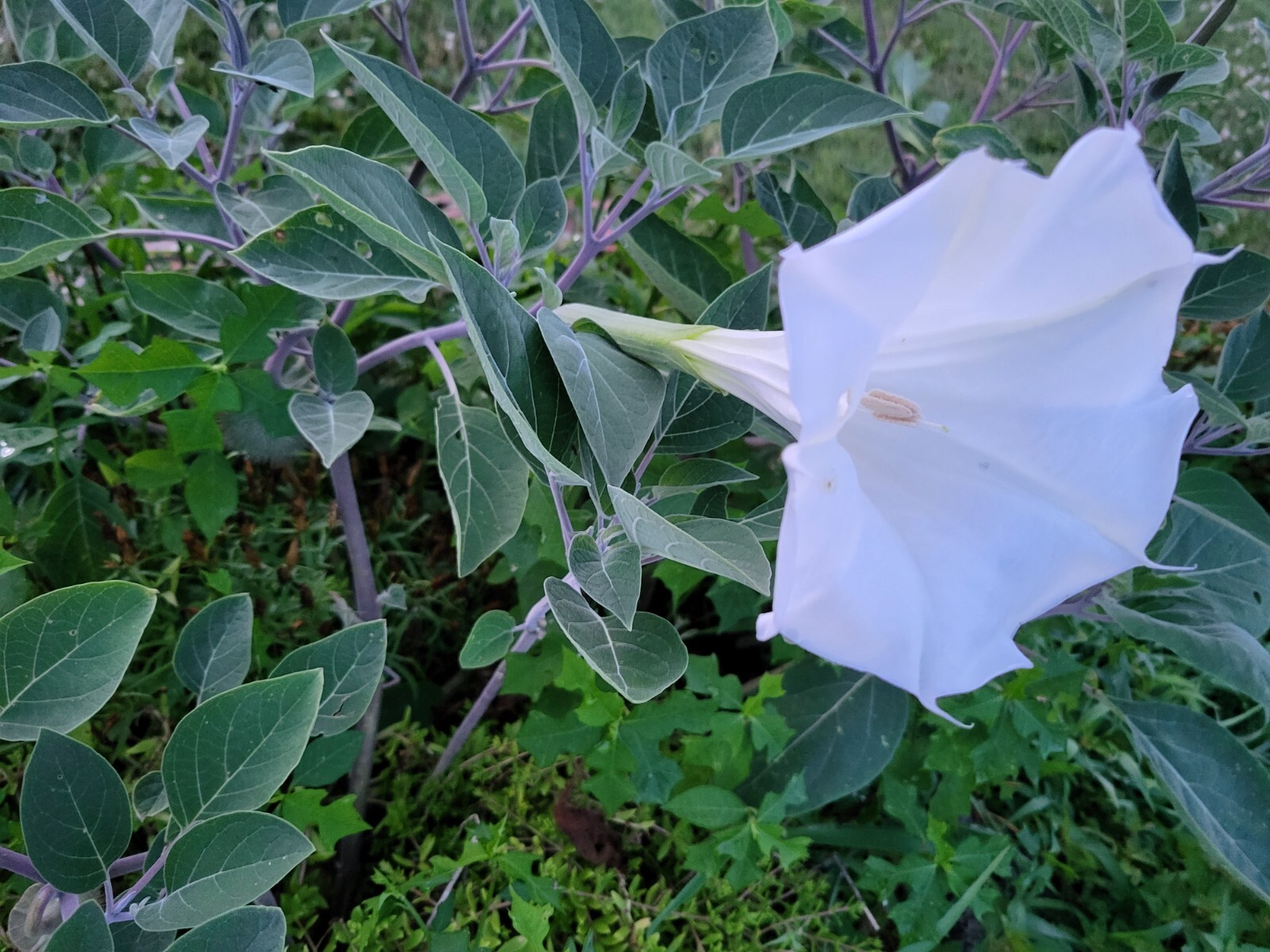 MOON FLOWER SEEDS-Perennial-Night Bloomer-Huge White Blooms-15 FRESH Seeds 2023