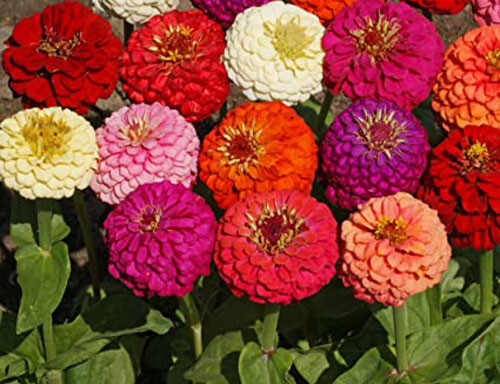 100+ Dahlia Flowered Mix Seeds wildflower Zinnia seeds Multicolor Fresh USA