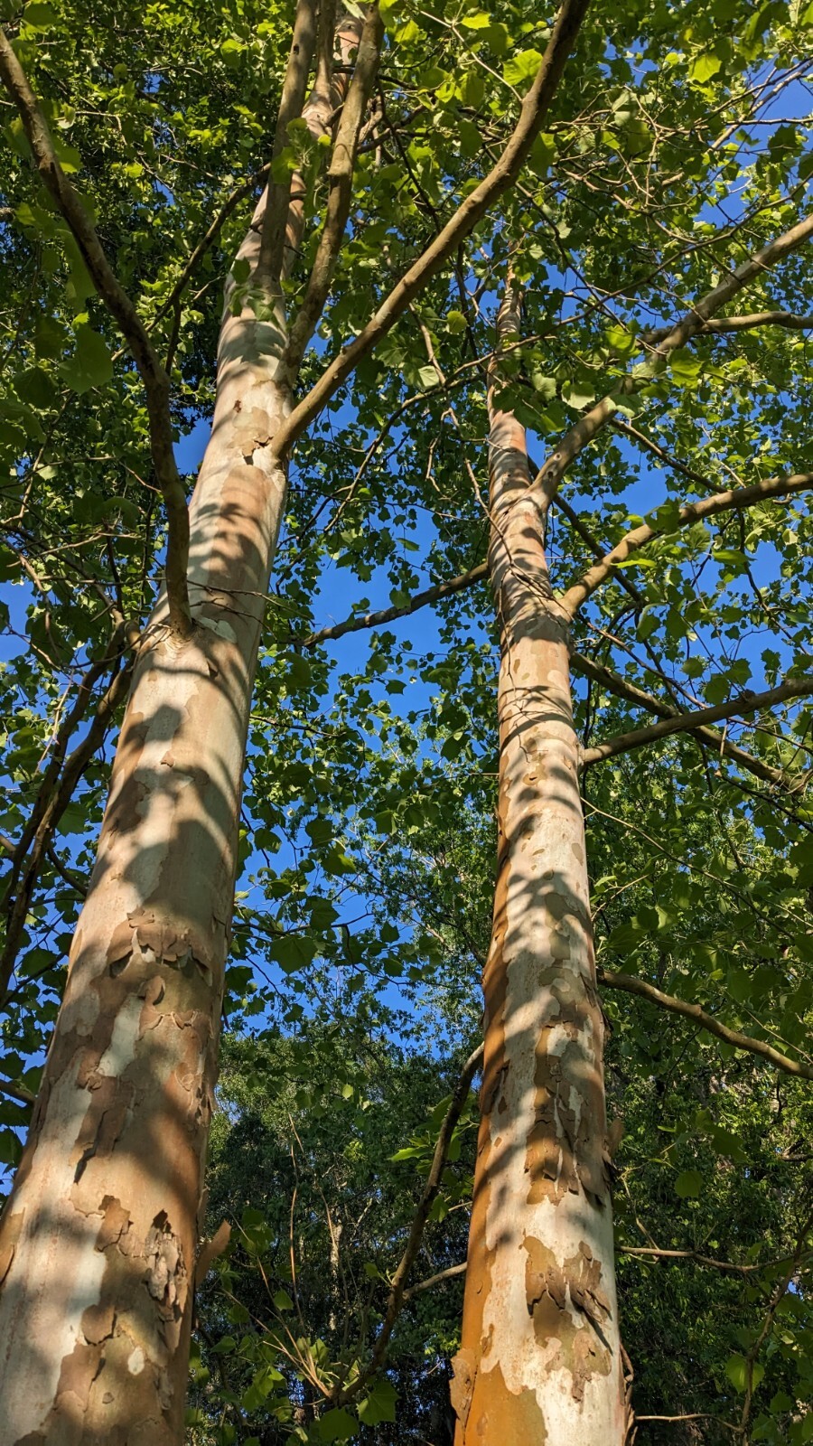 25+ seeds American Sycamore, shade tree, native, Platanus occidentalis