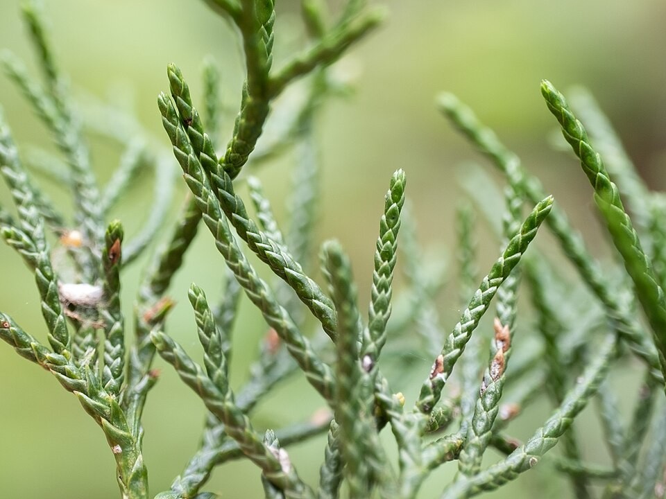 Eastern Red Cedar Tree Seeds (Juniperus Virginiana)