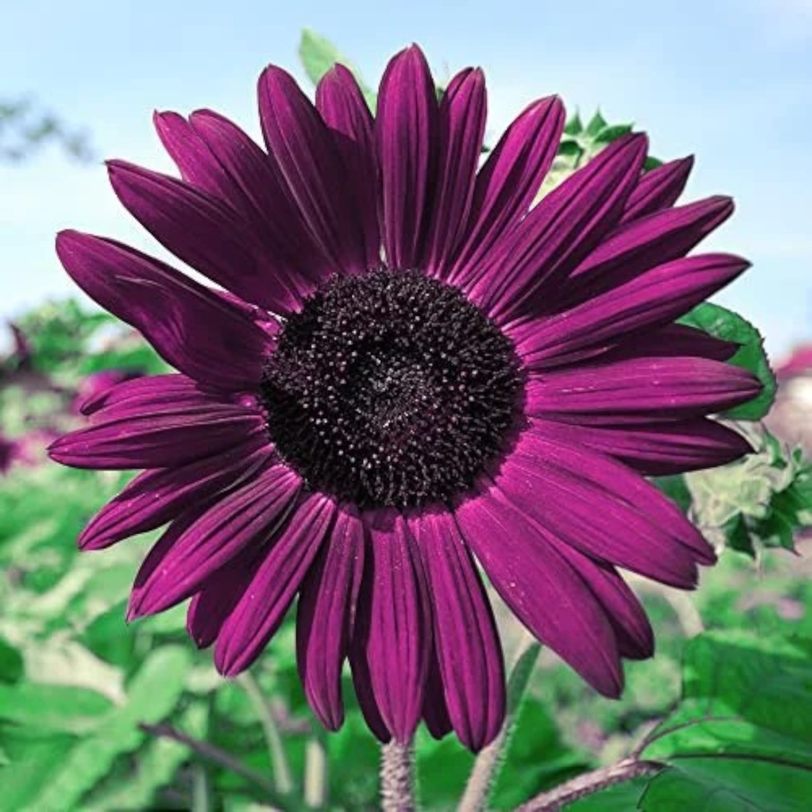 50pcs Purple Sunflower Seeds for Planting – Non-GMO Heirloom Garden