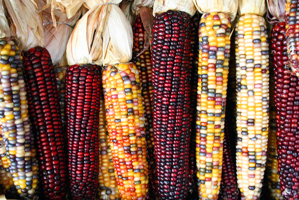 50 USDA Organic Mandan Bride Indian Corn mix USA colors heirloom Zea mays maize