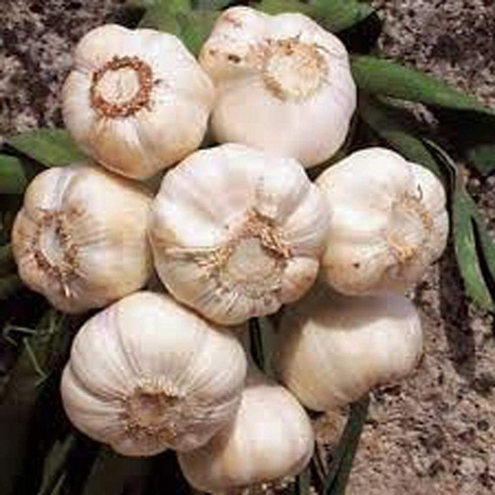 Garlic Bulb (8 Pack), Fresh California SOFTNECK Garlic Bulb for Planting and …
