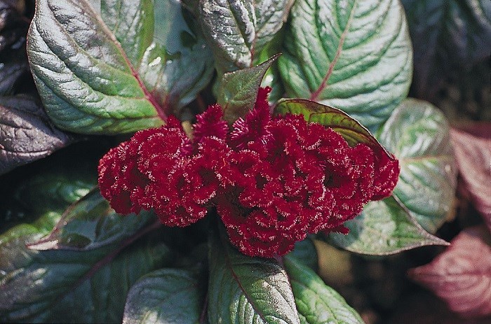 30+ MAHOGANY COLORED COCKSCOMB / CELOSIA CRISTATA FLOWER SEEDS
