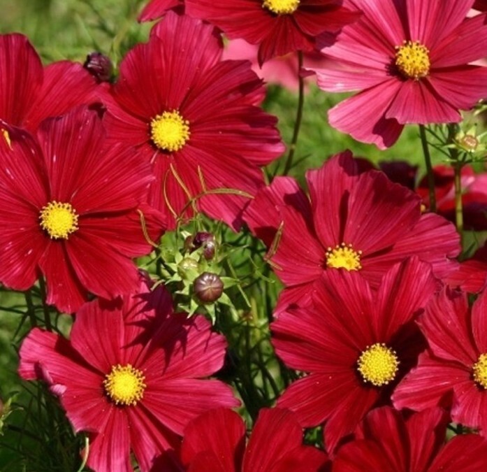40 Cosmos Rubenza seeds