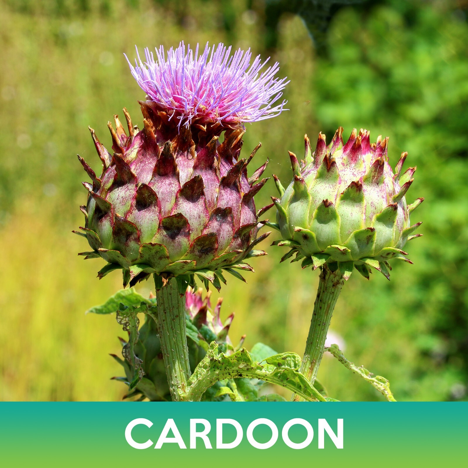 Cardoon Seeds, Cynara cardunculusCardoon Seeds, Cynara cardunculus