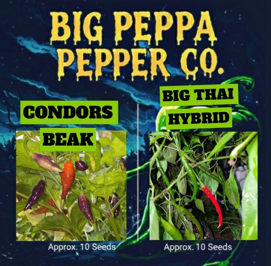 [CONDORS BEAK/BIG THAI HYBRID] PEPPER SEED BUNDLE!