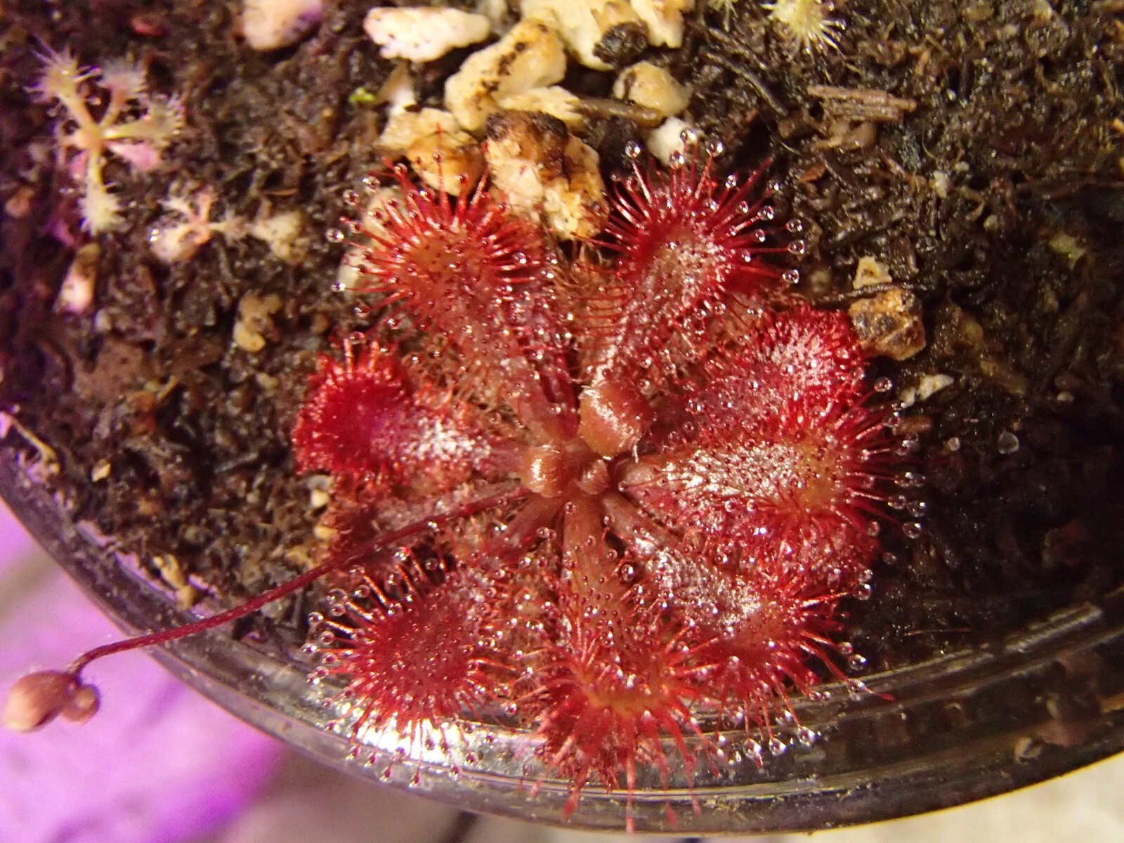 Drosera spatulata “Ivan’s 3-Way Australian Form, White Flower” Seeds, Sundew