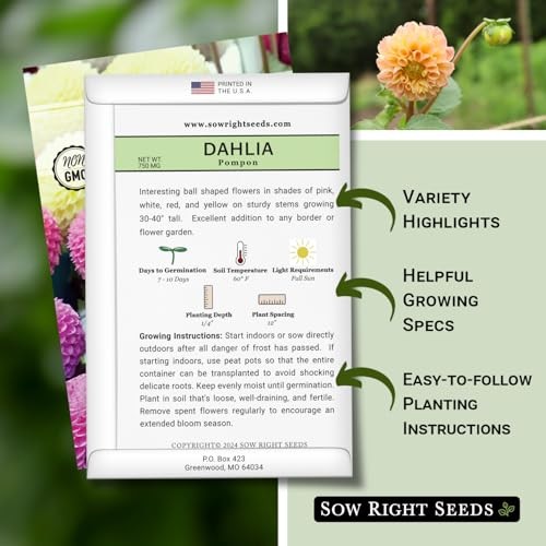 – Pompon Dahlia Seeds for Planting – Annual Non-GMO Heirloom Variety – Ideal 1
