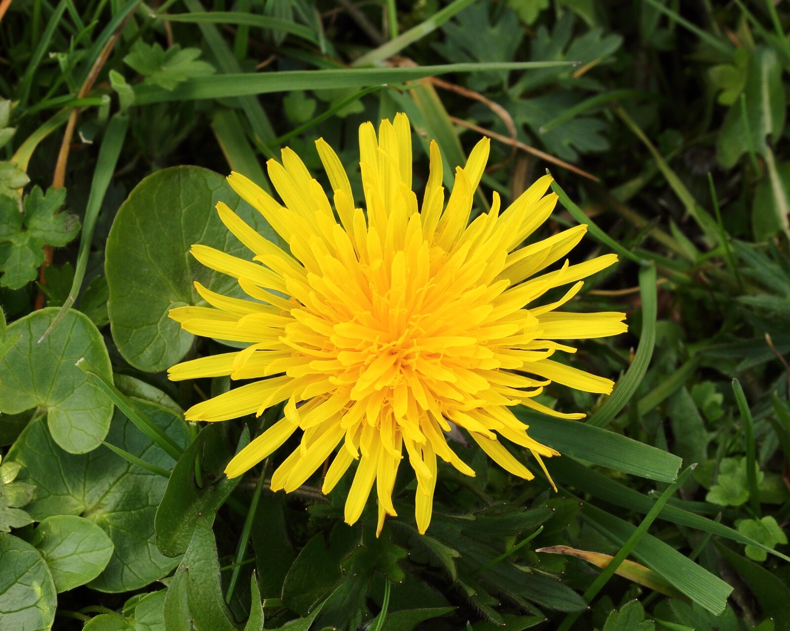 1000 Dandelion Seeds Taraxacum Officinale Medicinal Edible Herb Non-GMO Bulk