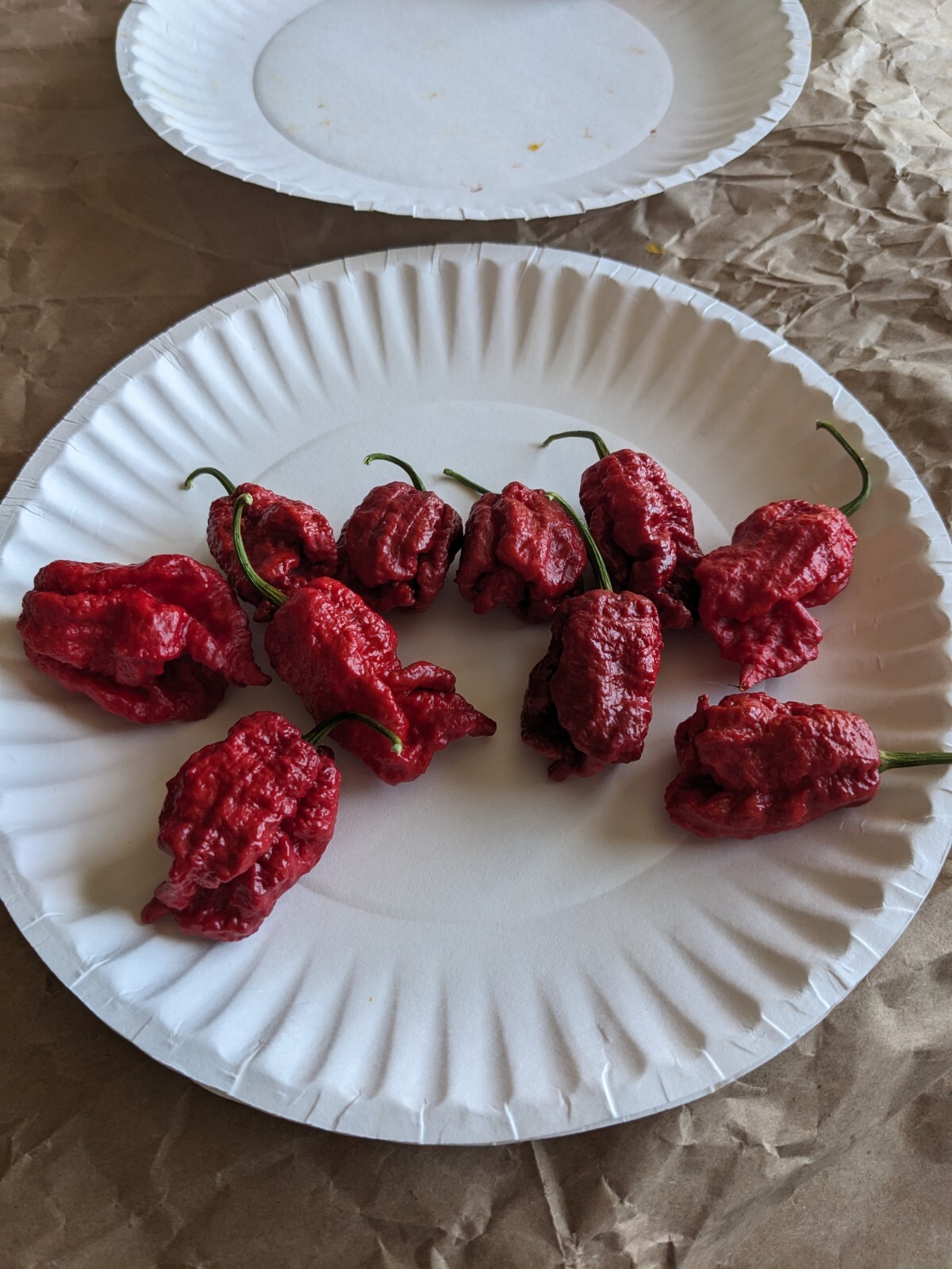 RARE RED 10 SEVEN 7 POT LAVA IN HAND PEPPER SEEDS 1+M SCOVILLE UNITS