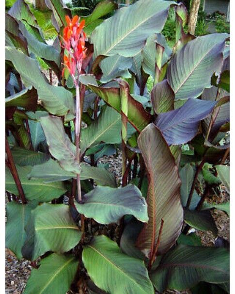 Canna indica Red EDIBLE AND BEAUTIFUL – Seeds!