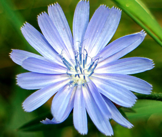 CHICORY Cichorium Intybus – 1,000 Seeds