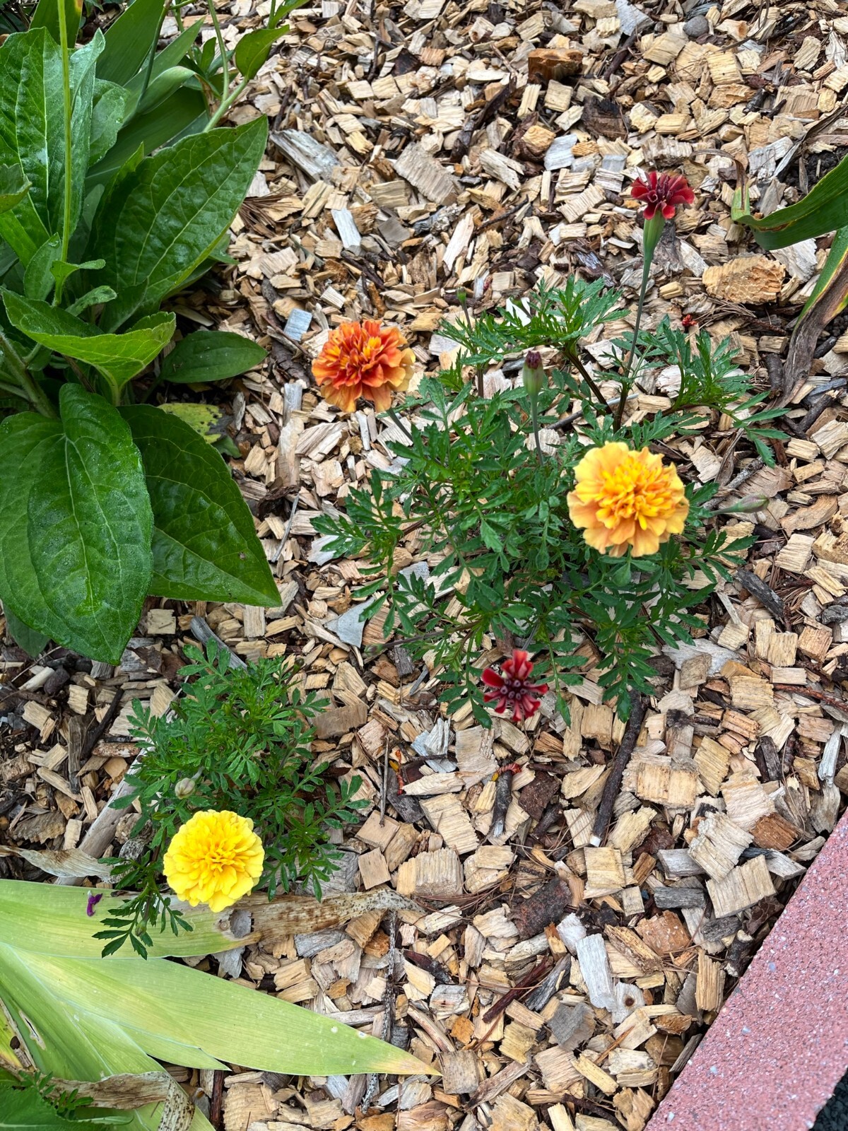 Strawberry Blonde Marigold – 15 seeds