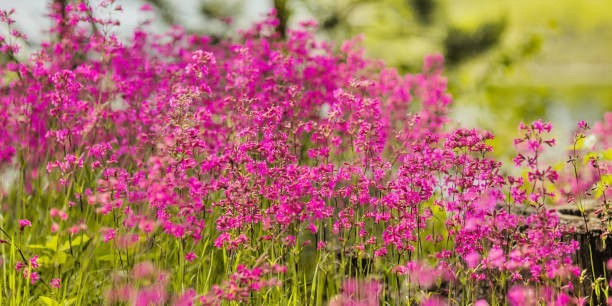 150 NODDING CATCHFLY SEEDS | SALE FREE SHIPPING NON GMO HEIRLOOM