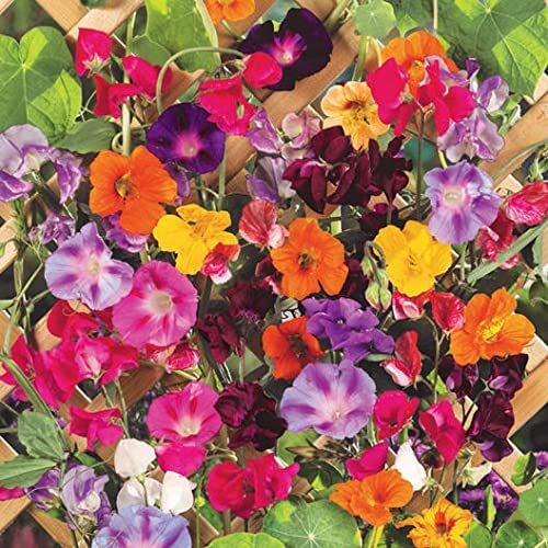 200 Climbing Vine Seeds Mix Morning Glory Nasturtium Black Eyed Susan Sweat Pea