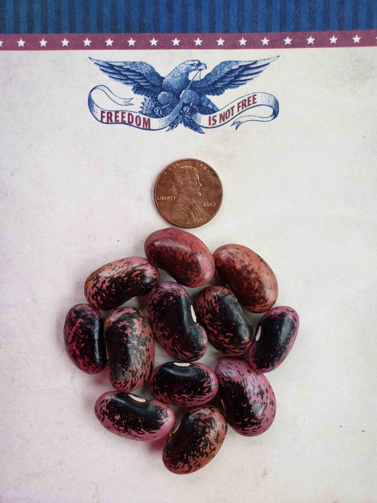 Scarlet Runner Bean Seeds, Heirloom, Non GMO, Organically Grown, 25 Seeds