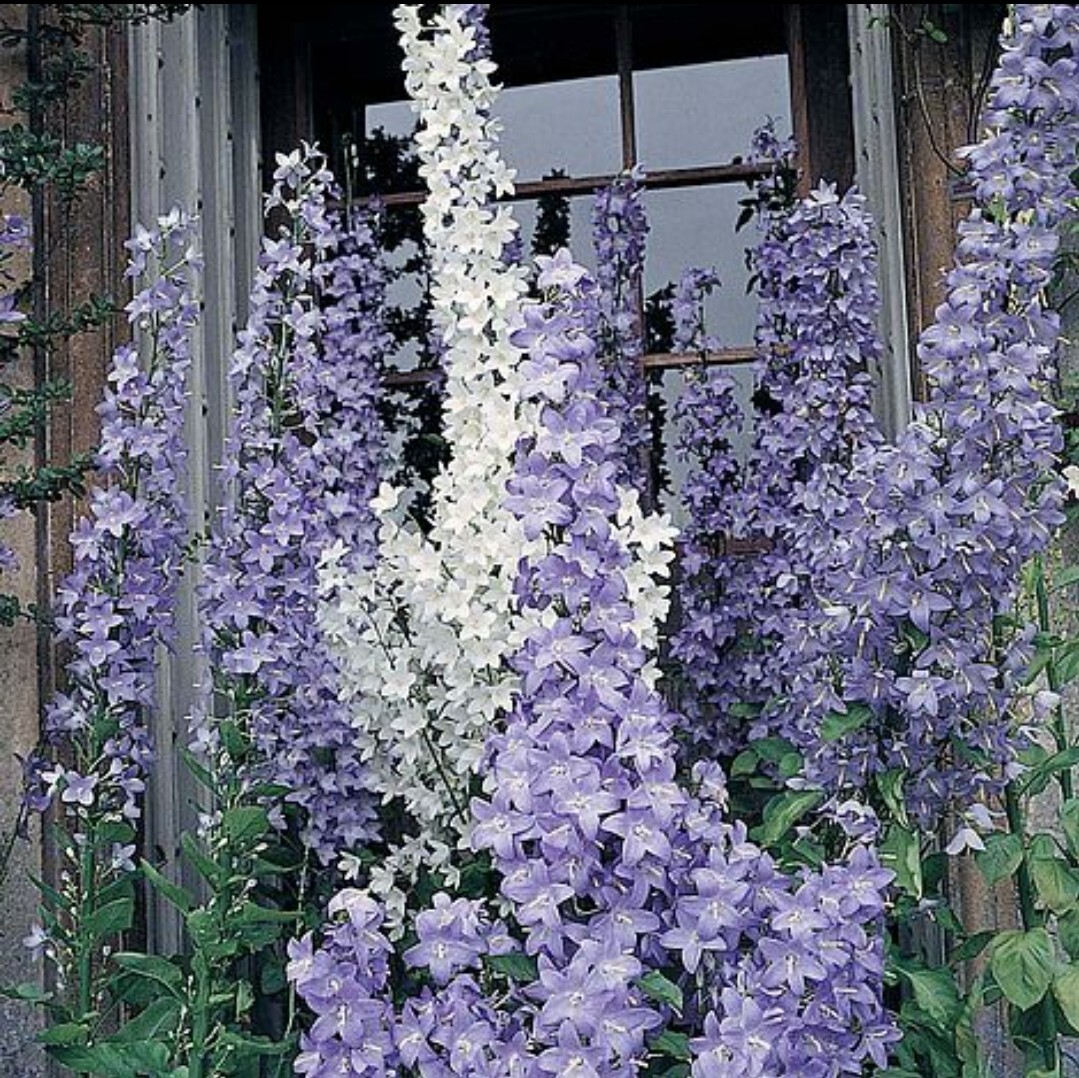 50+ Campanula Pyramidalis Mix seeds