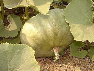 Squash Winter Sweet Meat 250 seeds