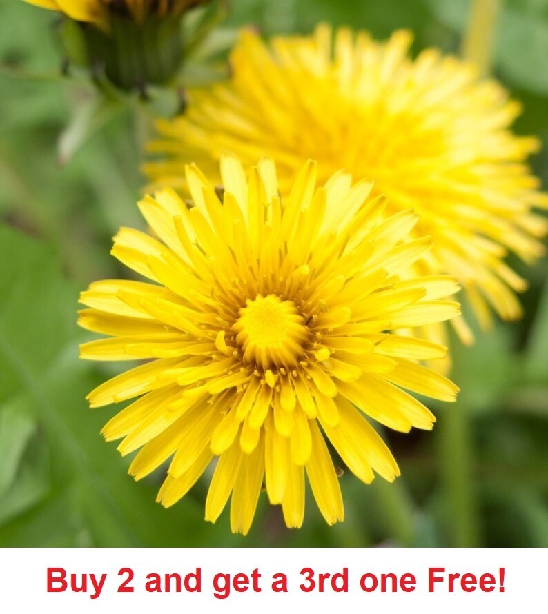2,000 Dandelion seeds – Taraxacum Officinale