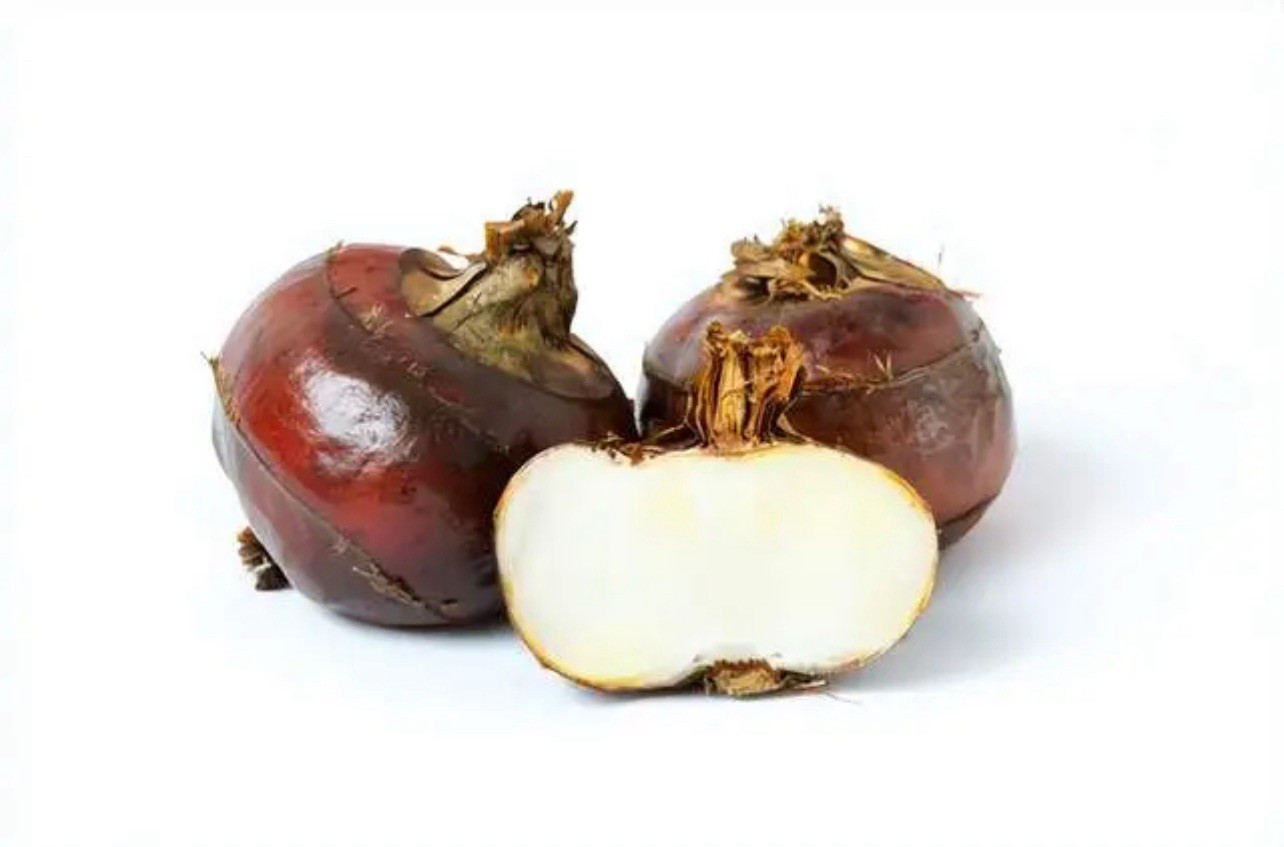 5Pcs Water Chestnut Eleocharis Dulcis Ready to Plant