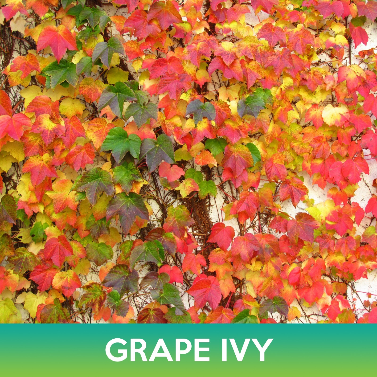 Grape Ivy Seeds, Boston Ivy, parthenocissus tricuspidata