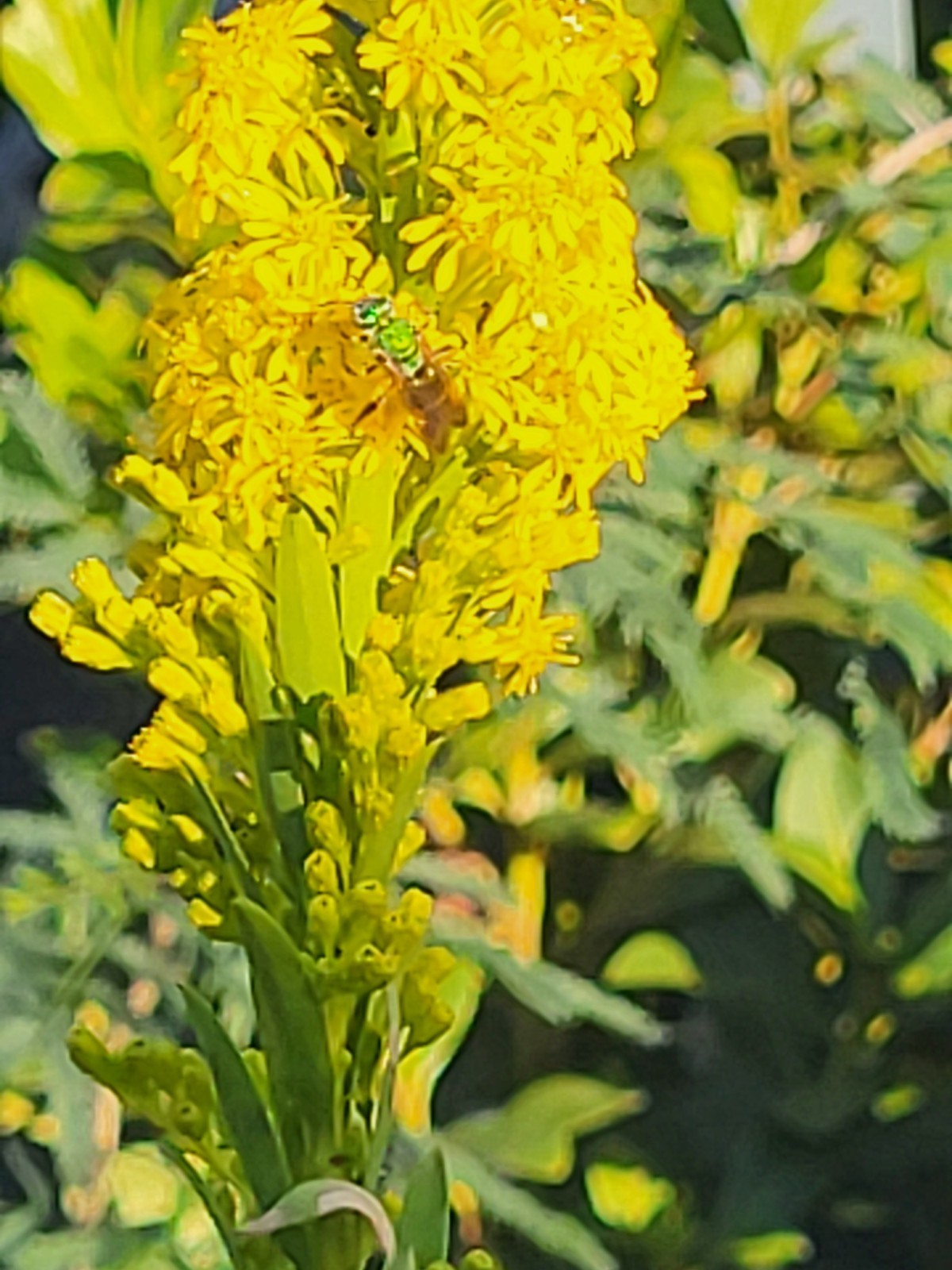 Seaside Goldenrod / Solidago mexicana Seed
