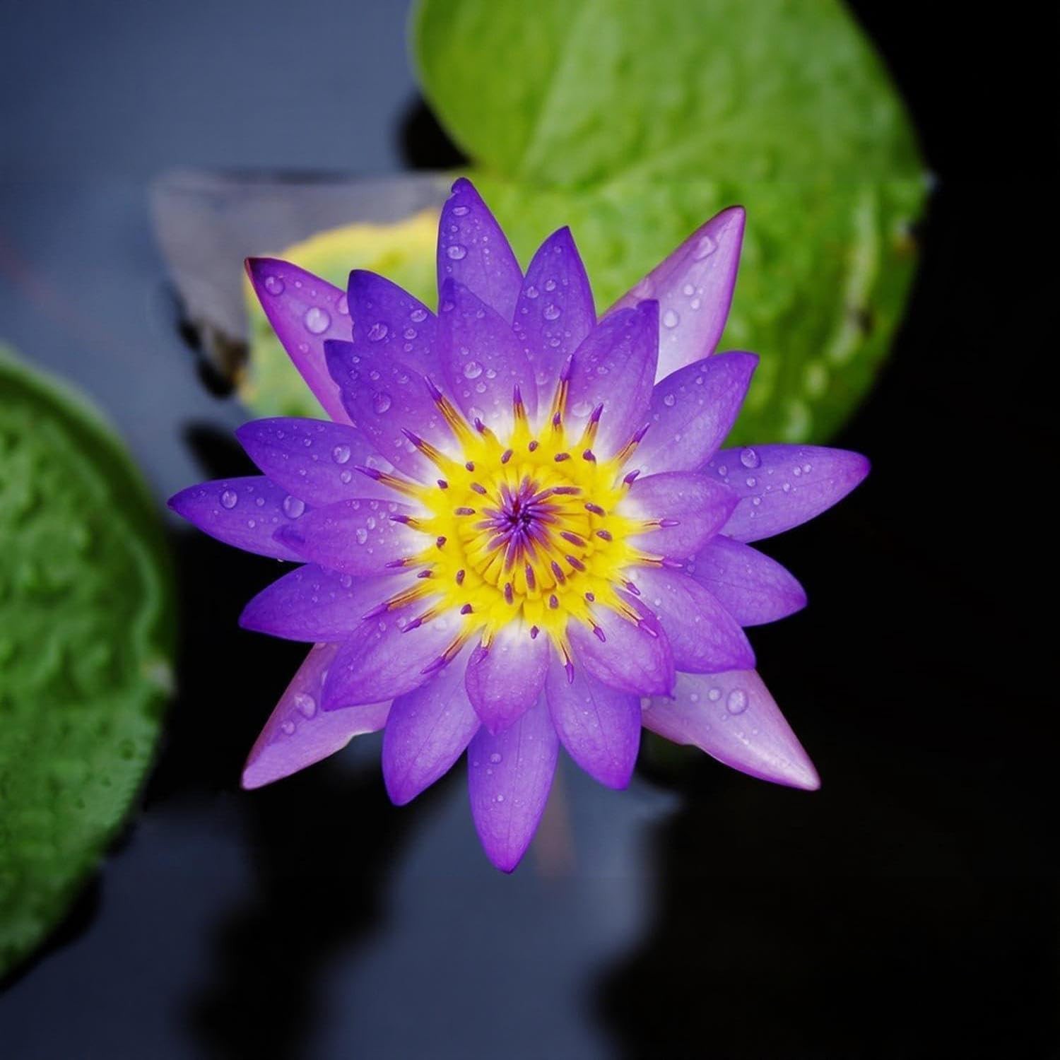 160pcs Mixed Color Bowl Lotus Seeds for Planting NonGMO Bonsai Lotus, Water …