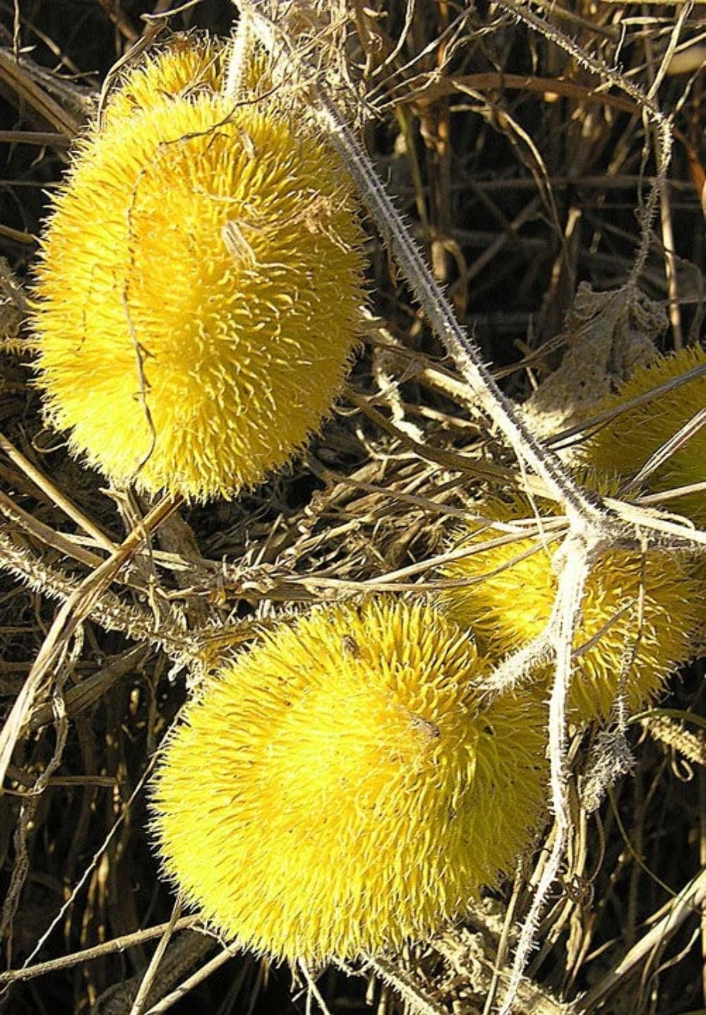 10 WOOLY BEAR GOURD Cucumis Dipsaceus Fuzzy Green Ornamental Seeds