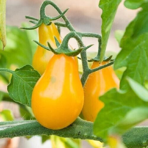 25 Fresh New Harvest of Choice Yellow Pear Premium Tomato Seeds-B 82