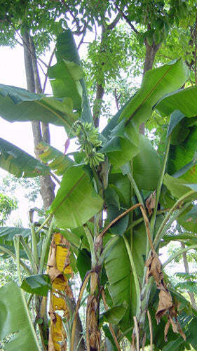 Musa yunnanensis | Yunnan Banana | Wild Forest Banana | 5 Seeds