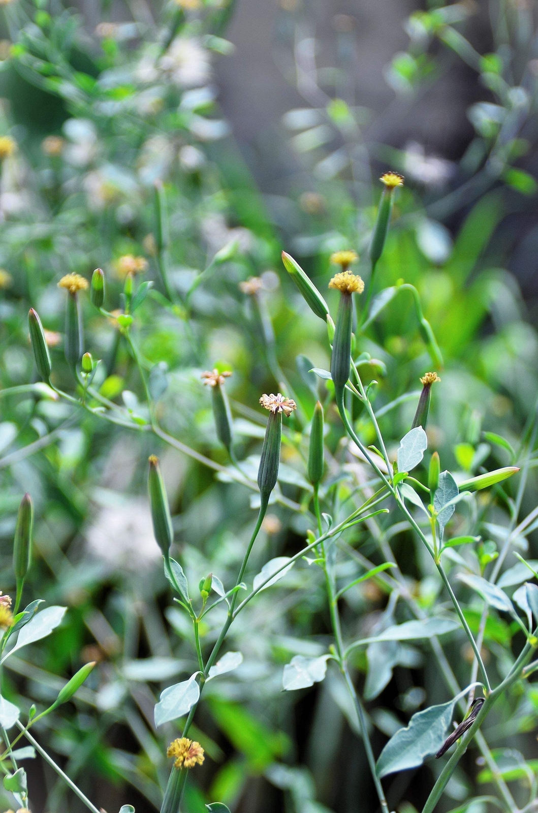 25 PAPALO Yerba Porosa, Summer Cilantro, Bolivian Coriander, Porophyllum Seeds