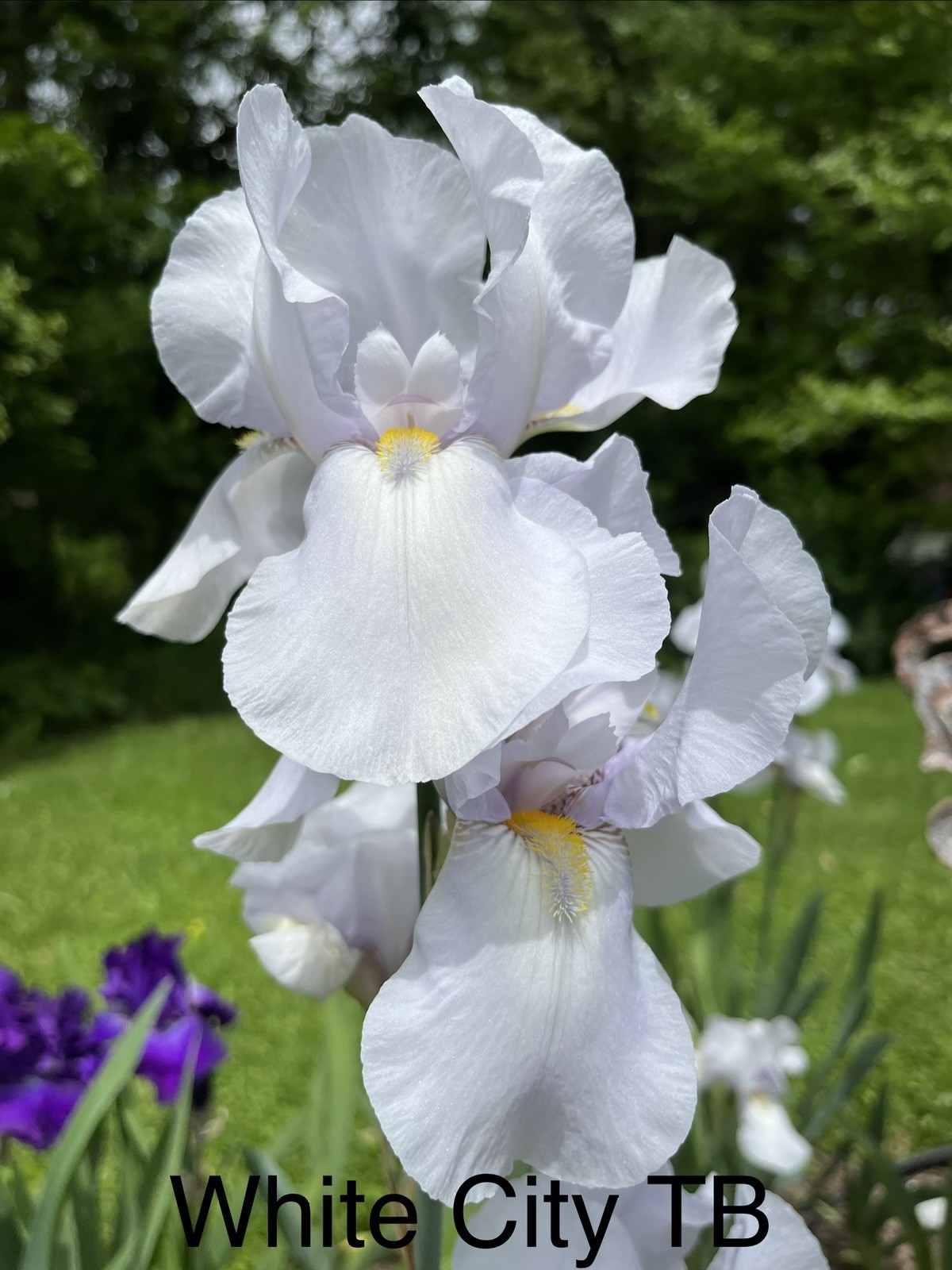 Collection Of 6 Different Tall Bearded Iris Rhizomes