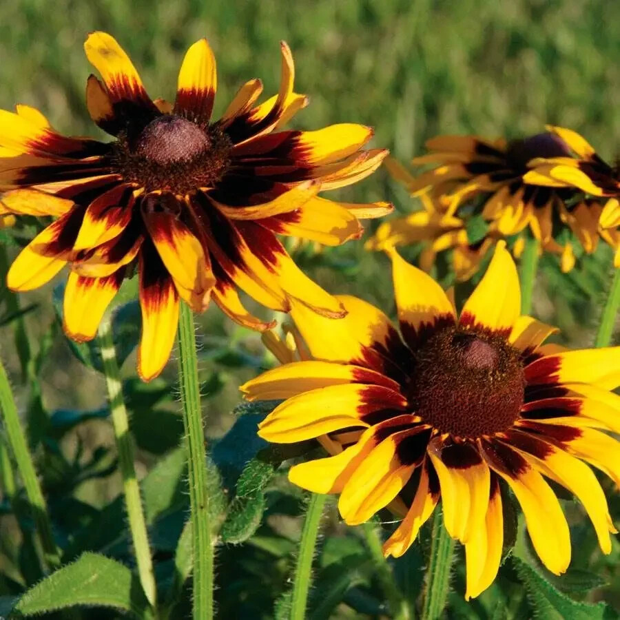 200+ Cherry Yellow Gloriosa Black-eyed Susan Daisy Seeds – FREE SHIPPING!