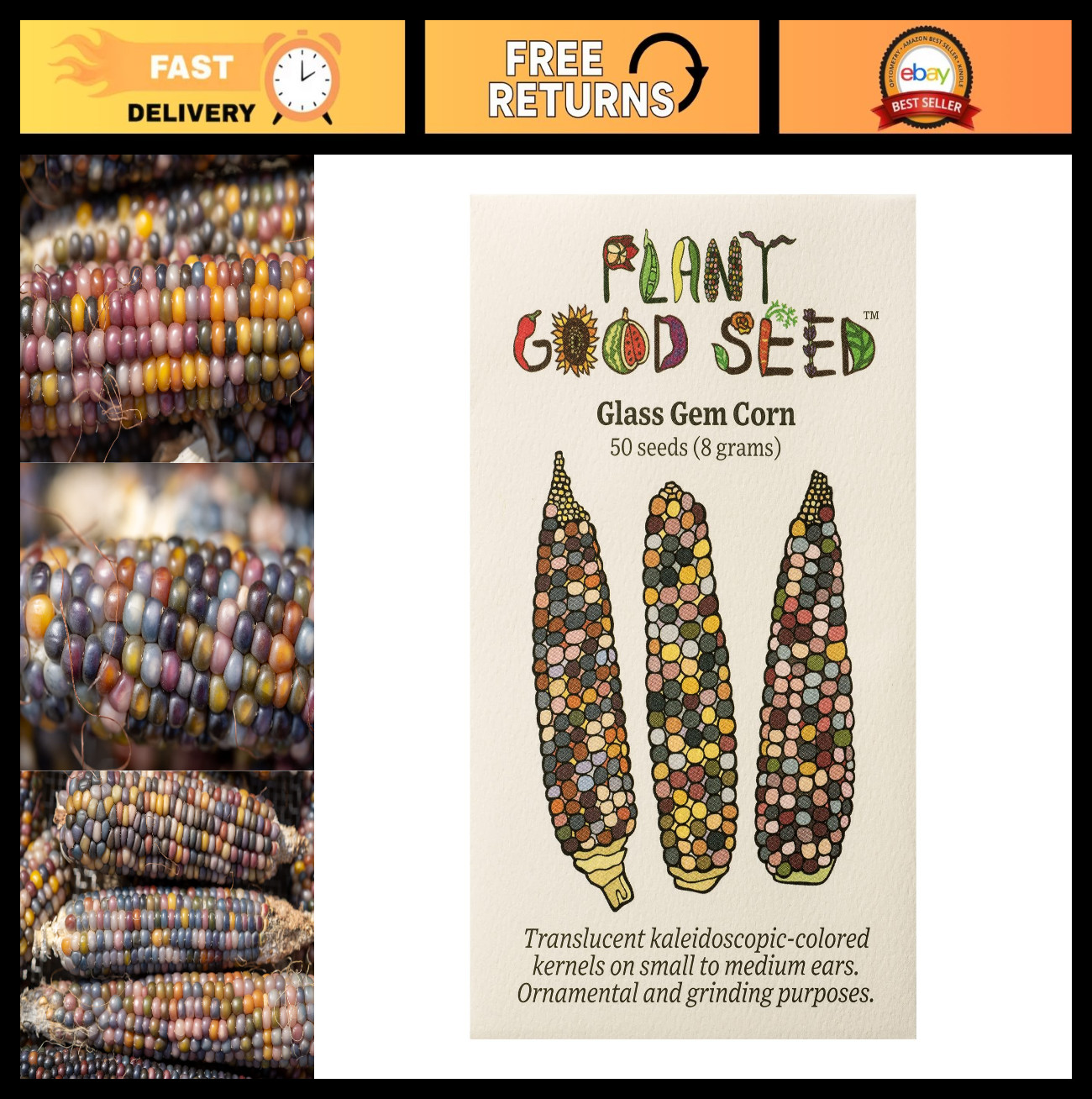 Organic Glass Gem Corn Seeds – Rainbow Ears, Translucent Kernels, 50 Pack