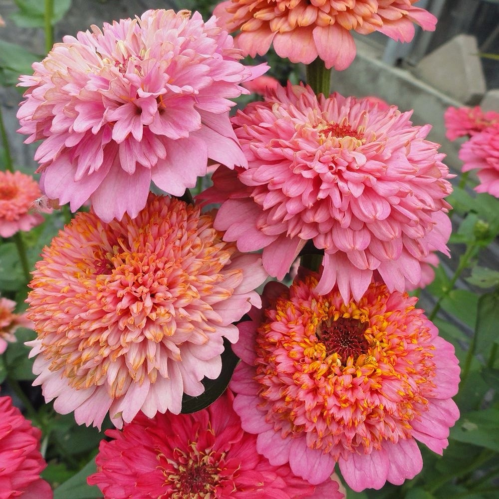 Cupcake Zinnia, Zinnia Seeds, Rare Flower Seeds, Rare Seeds, Cut Flower Seeds