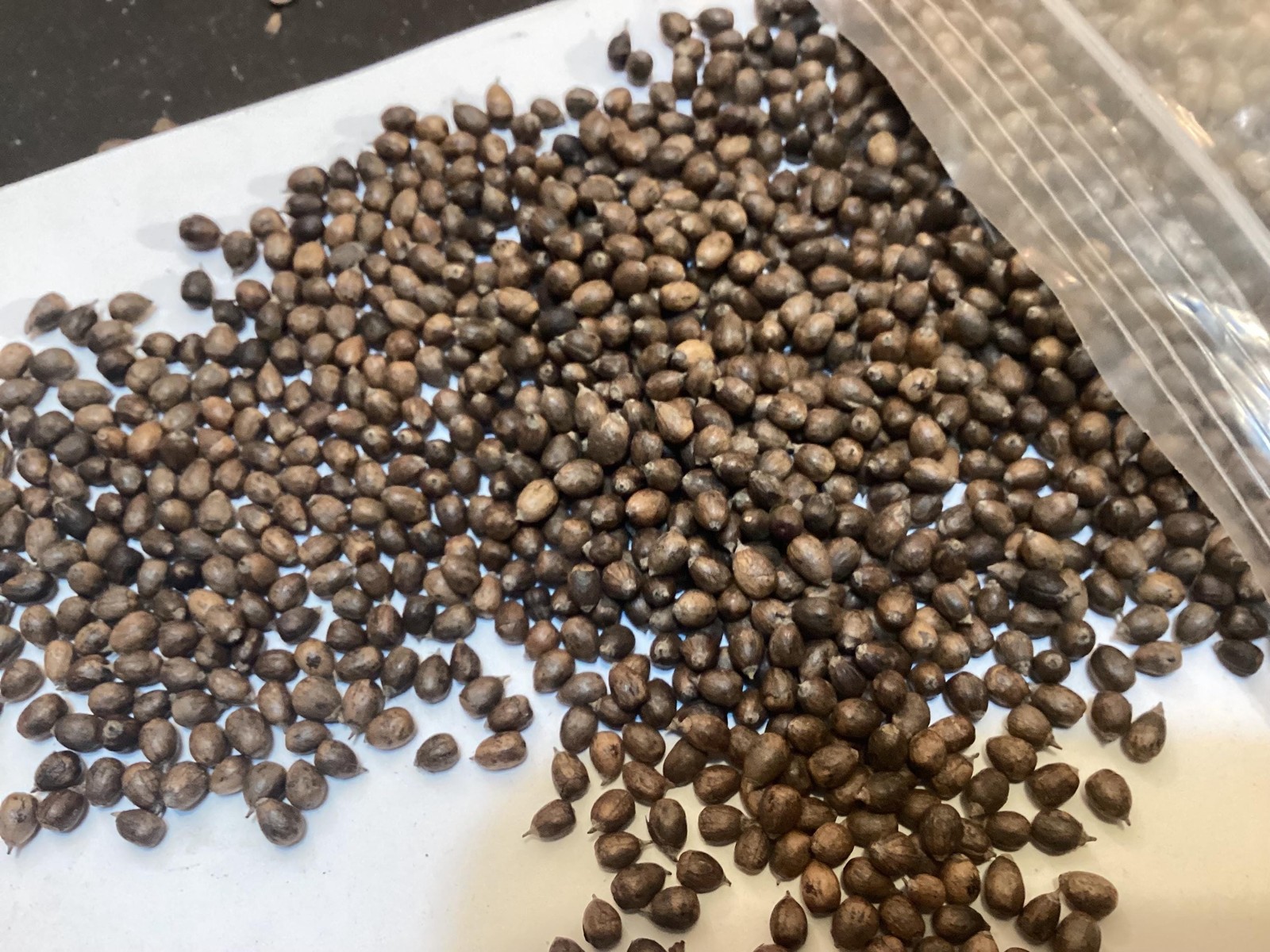 Chaste Tree Seeds (Vitex Angus Castus) Lilac Chastetree Garden Shrub