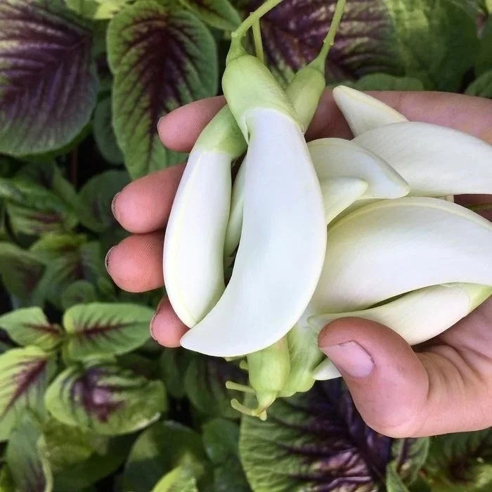 15 White Hummingbird Tree Seeds Sesbania grandiflora Edible Fast Growing