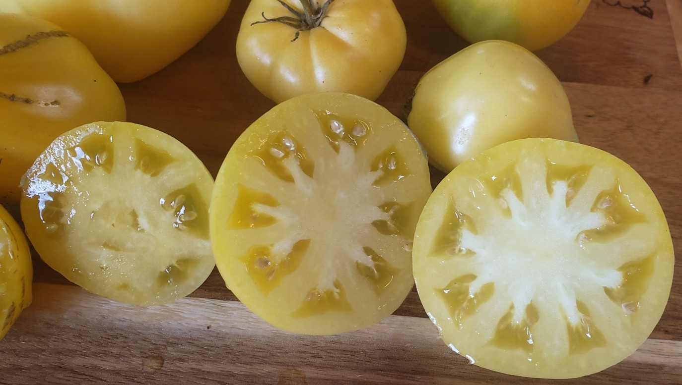 Lemon Ice Dwarf Tomato (20 seeds) – great flavor!
