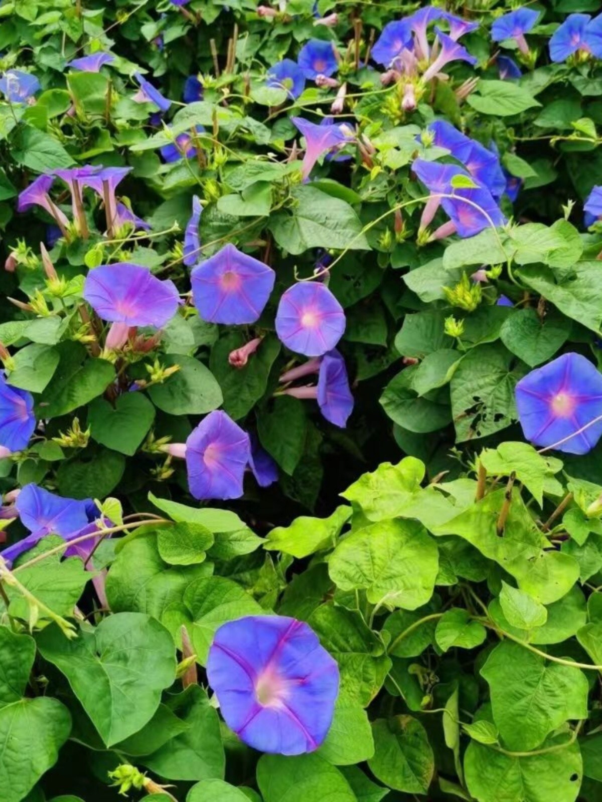 50+Heavenly Blue Star Morning Glory Seeds Climbing Vine Flower Fence Garden USA