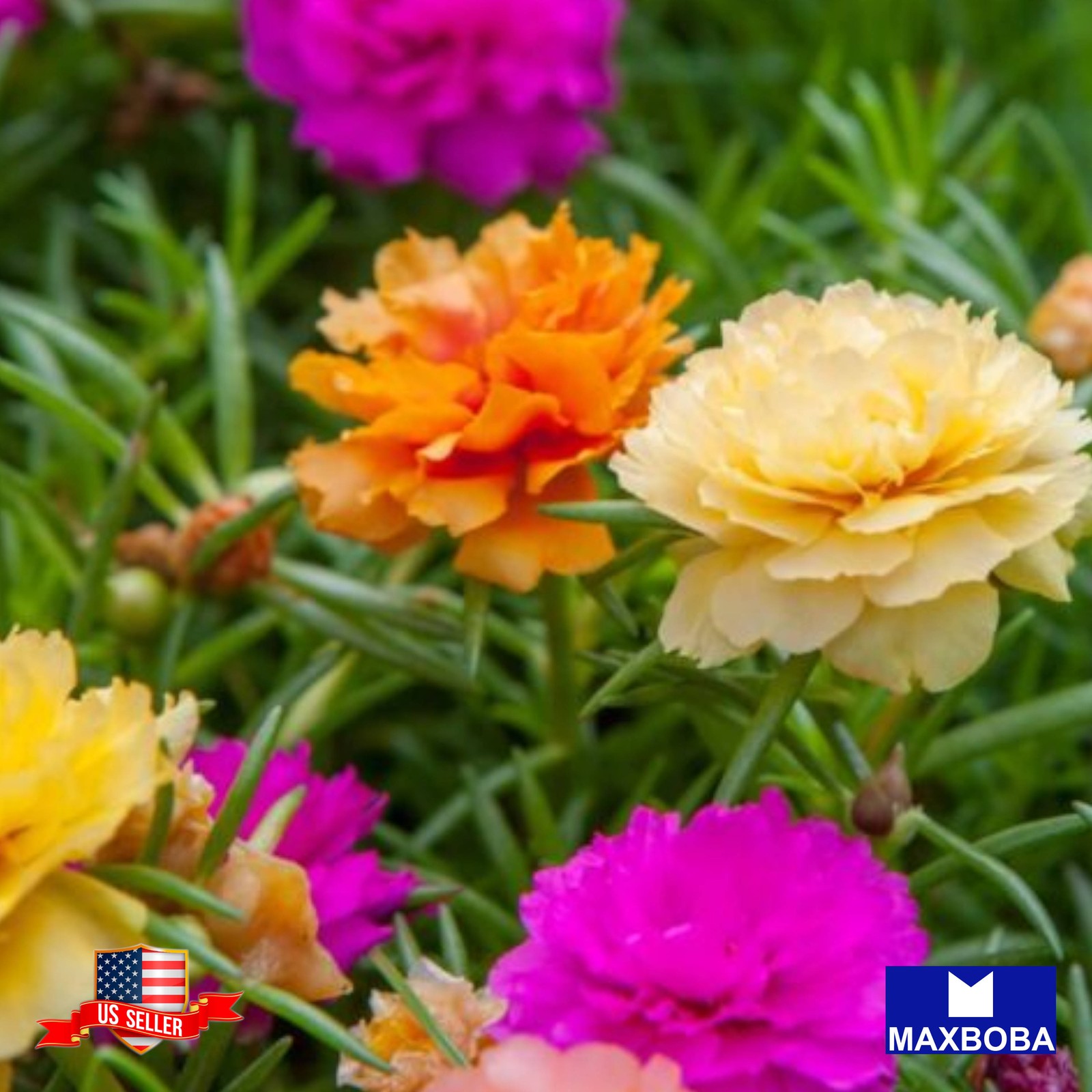 Portulaca Seeds – Double Mix Non-GMO