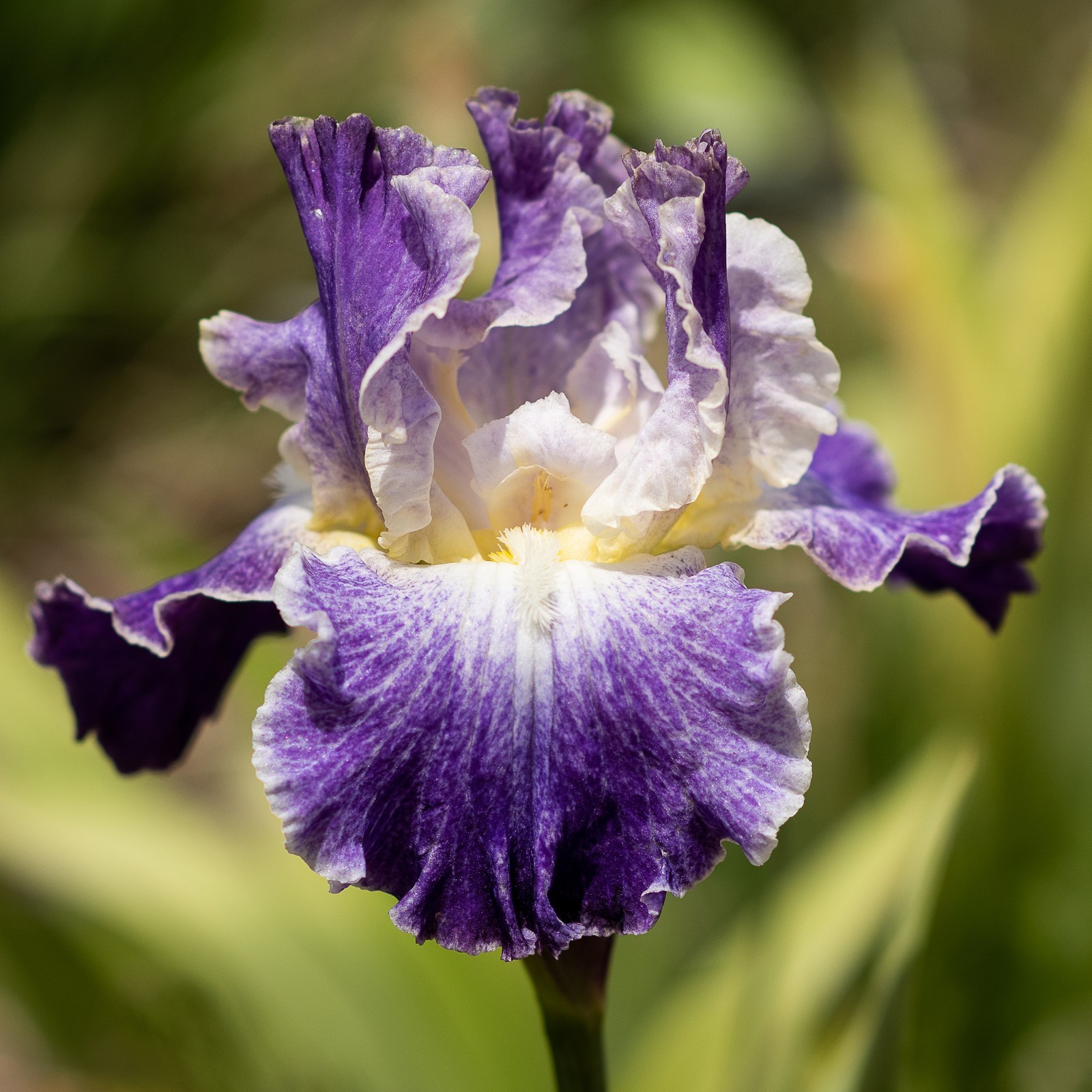 **SHEER EXCITEMENT ** Tall Bearded Iris. Pre-Order, Combined Ship: Jul – Sep