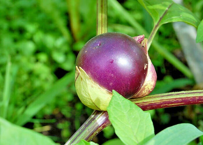 50+PURPLE DE MILPA TOMATILLO Seed Organic Summer Vegetable Garden Container Easy