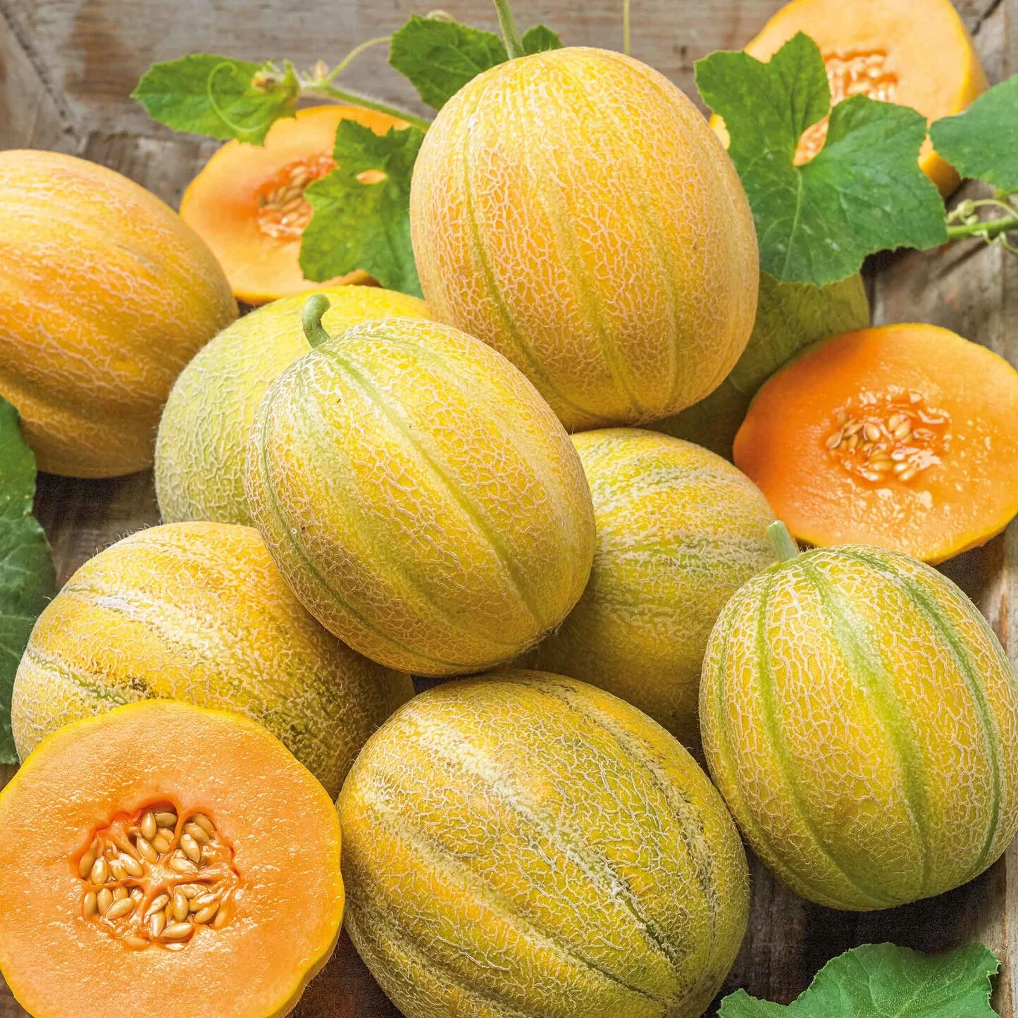 MINNESOTA MIDGET MELON SEEDS 50+ CANTALOUPE garden VINE fruit FREE SHIPPING #22