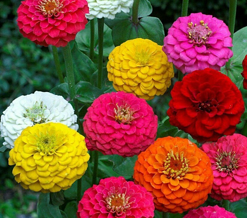 ZINNIA LILLIPUT FLOWER SEEDS 200+ MIXED COLORS ANNUAL reds PINKS Free Shipping