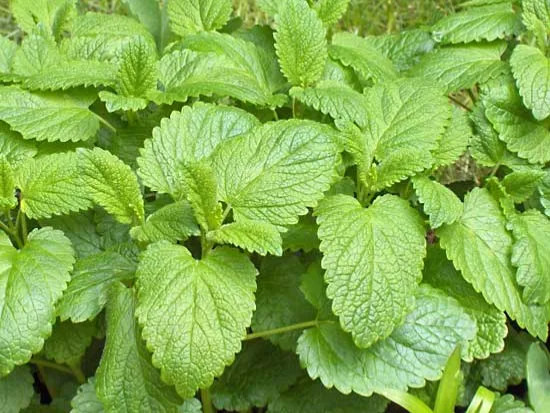 Lemon Balm Organic Seeds – non gmo