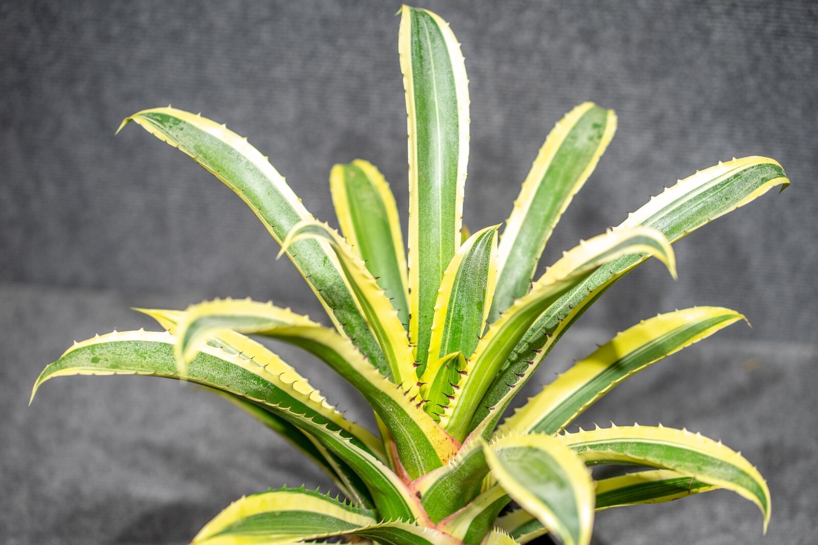 Hohenbergia Edmundoi (Albo) 6″ pot (Super Rare and very limited stock)