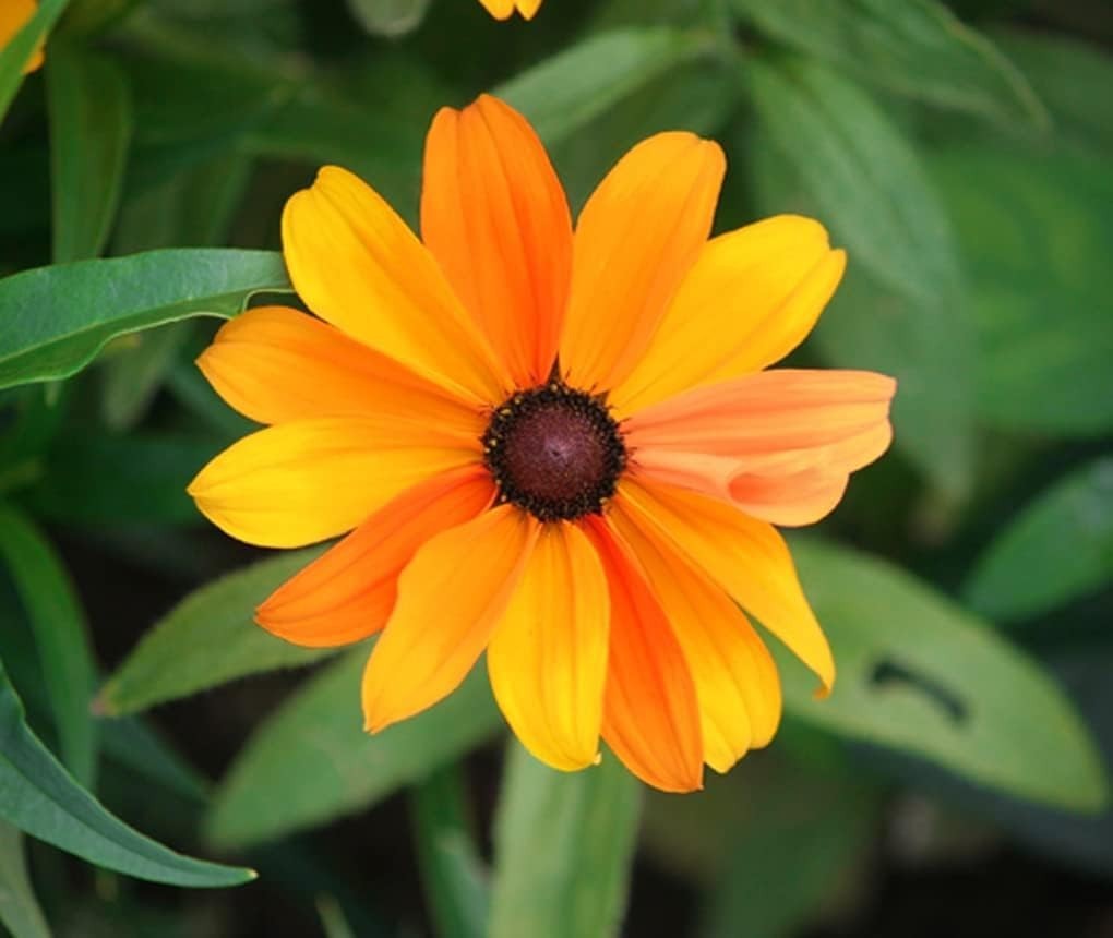 Heirloom Black Eyed Susan Seeds: Colorful Blooms & Pollinator Friendly (5G)