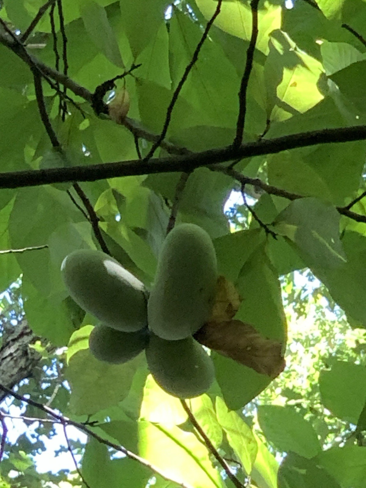 10 Stratified 2025 Wild Ohio Paw Paw Fruit Tree Seeds Asimina Biloba