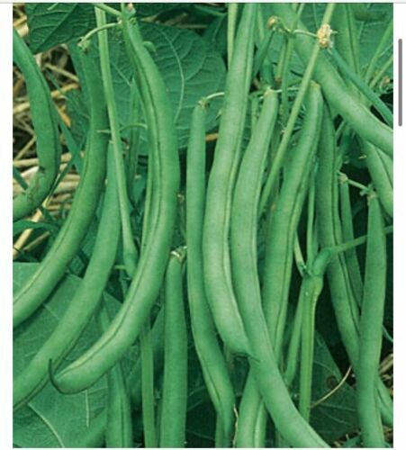 50 Fresh Blue Lake Pole Bean Heirloom Seeds – Free Seeds Included!